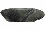Giant, Serrated Megalodon Tooth Paper Weight #130856-1